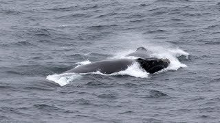 Spotlighting North Pacific Right Whales - An Interview with NOAA Fisheries Scientist Jessica Crance