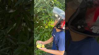 Ambil mangga geratis di pinggir jalan #panen #shortvideo #tkltaiwan #indonesia