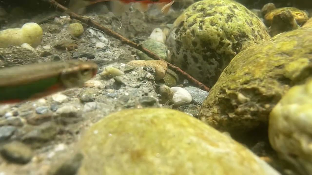 Elritzen beim Laichen