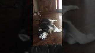 Sammy-Sams Sleepy Dreams