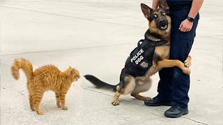 When Police Dogs Forget Their Job 🐕👮‍♀️