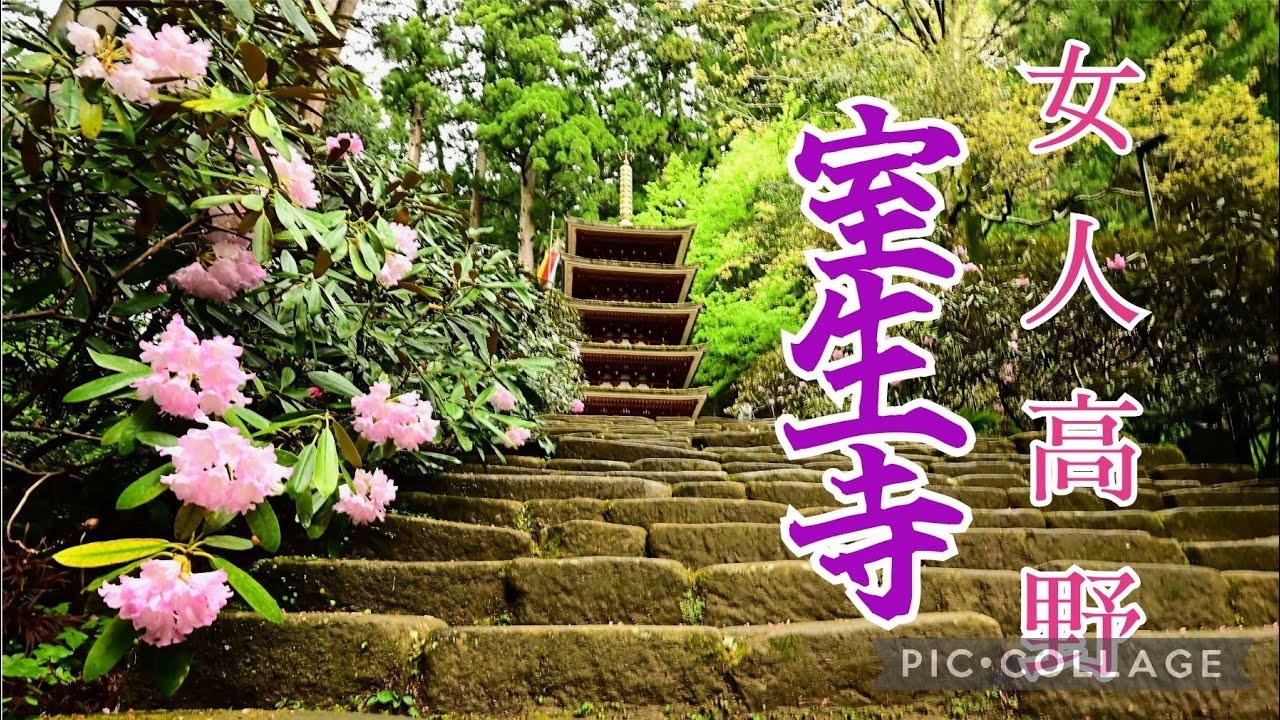 石楠花の名所、女人高野 室生寺 仁王門から奥之院までの石段脇に石楠花が綺麗に咲き誇っています。 YouTube