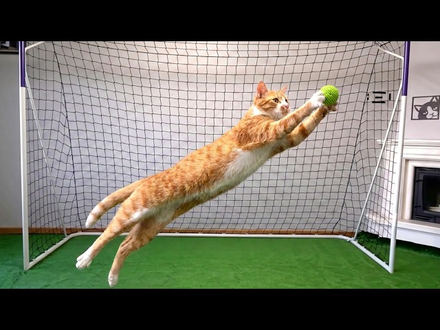 Goalkeeper Cat Ready for FIFA World Cup 2026!