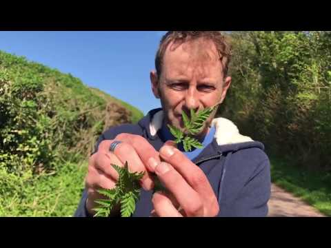 Wild Food Uk, Back To Basics Part 1