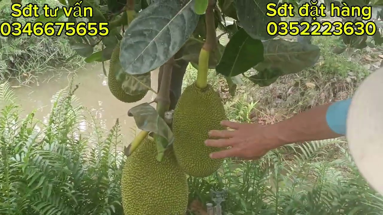 Chia sẻ cách xịt phân hữu cơ kích bông lớn trái bán tháng 2.3 nha cả nhà 