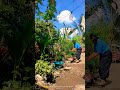 Is the (MSG ) ajinomoto is a Fertilizer? watch my experimentations.# gardening #organic #experiment
