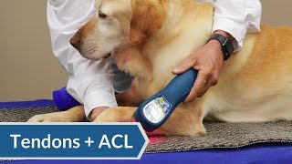 Laser Therapy Protocol: ACL, Tendon Injuries, Cruciate Injuries | ACTIVet PRO and My Pet Laser