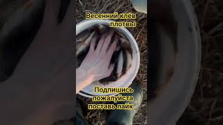 Крупная плотва весной клюёт как пулемёт #рыбалка #рыба #рыбалканаозере #рыбалканафидер