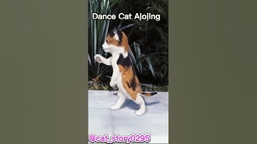 Ajojing Ala Ala Ajojing Dance Cat Cute #ajojing #shorts