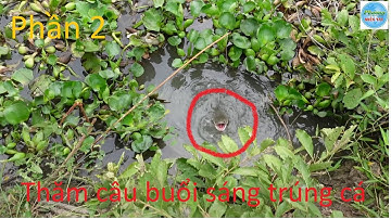 460 | Đầu năm cắm câu cá lóc về nướng trui P2 | Fishing