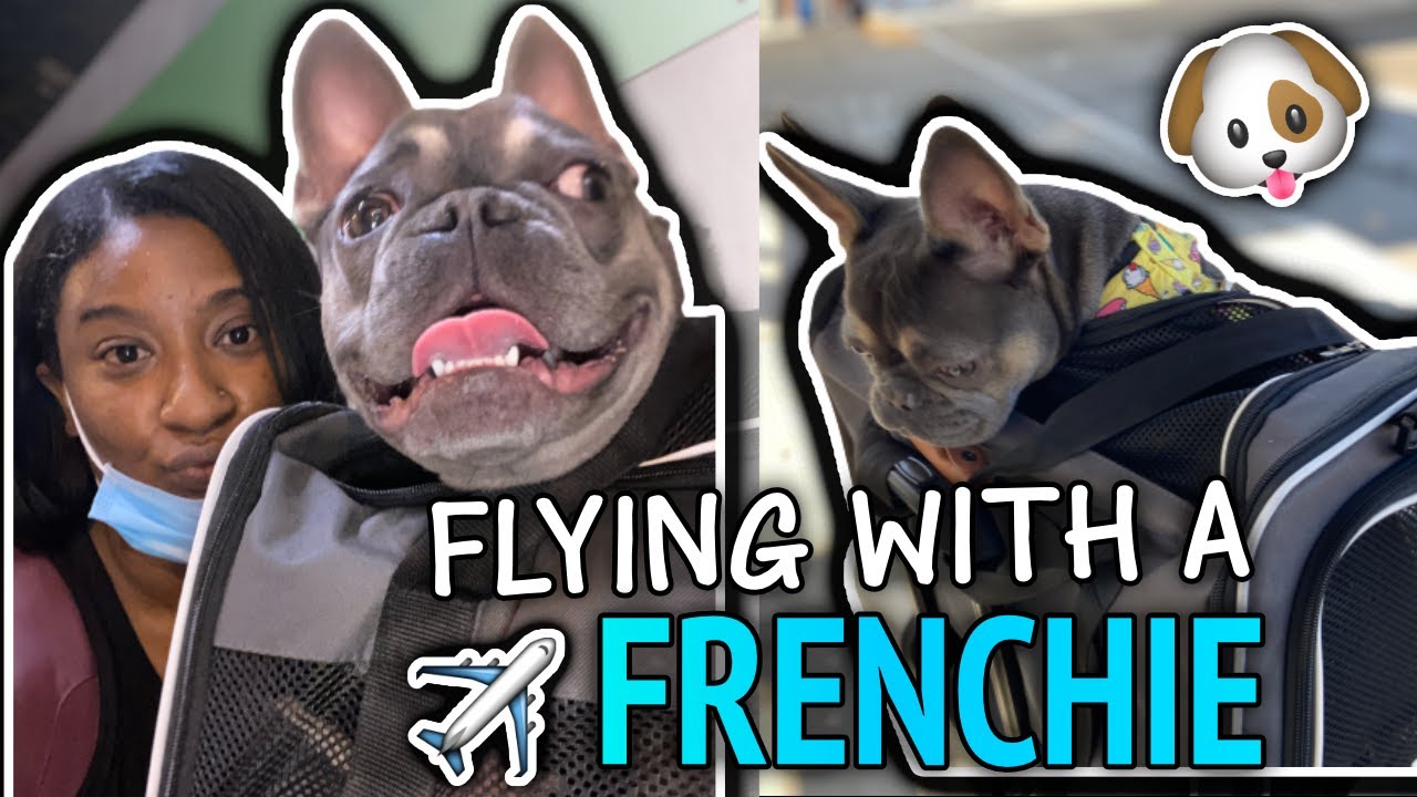 The Best Airline Dog Carriers for Your Travels • Where's The Frenchie?