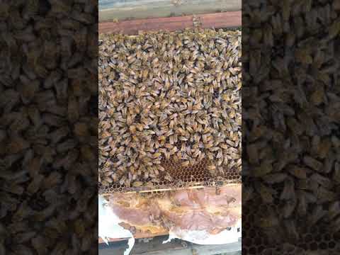 Releasing virgin queen