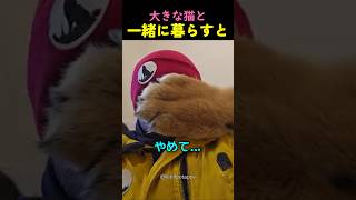 大きな猫と一緒に暮らすと起きること