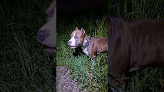 Амстафф Локи 3 года | Облизалыч | Стаффорд | Amstaff Loki