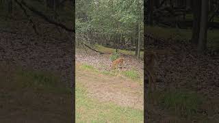 A mother deer and fawns