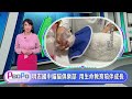 PeoPo公民新聞報｜高雄六龜志工守護遊蕩犬貓  新北明志國中用生命教育陪伴成長20260820