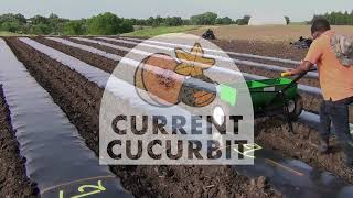 Teff as a living mulch: will it work for cucurbit crops?