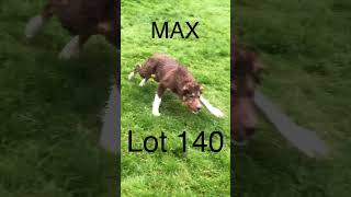 Lot 140 Max 30.8.23 Farmers Marts Dolgellau Online Sheepdog Auction