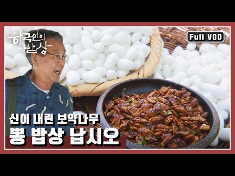 [한국인의밥상★풀버전] <strong>인삼보다</strong> 더 좋다는 뽕뿌리?! 뽕과 일생을 함께한 사람들의 ‘뽕 밥상’ | “뽕 밥상으로 돌아오다” (KBS 160701 방송)