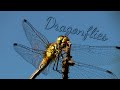 Dragonflies  nature footage film  nature documentary  insects of the world