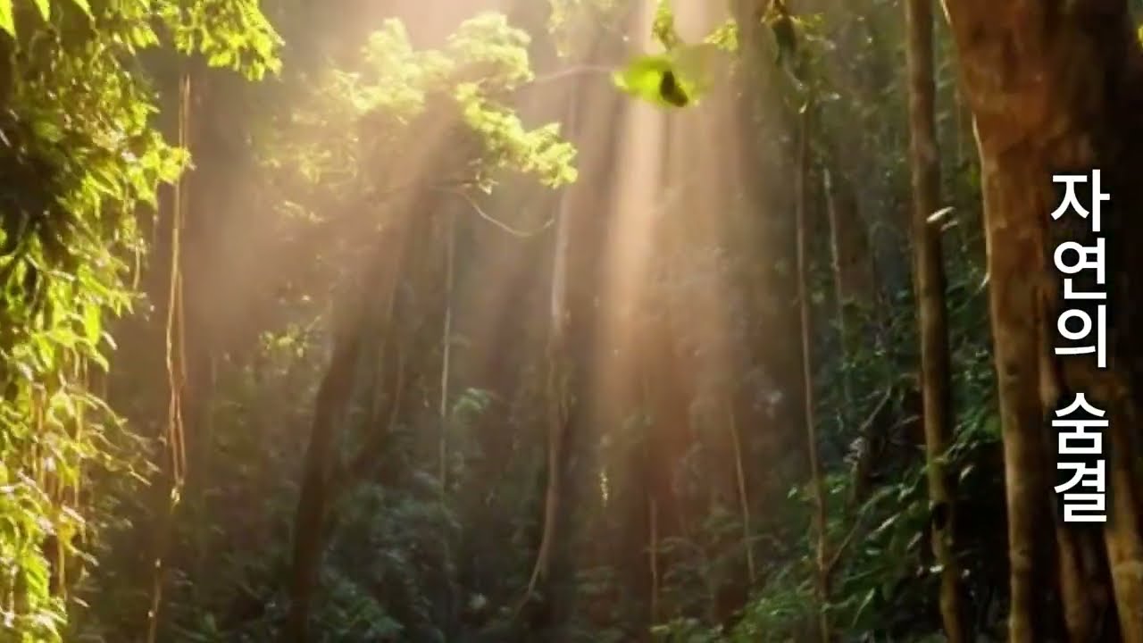 자연의숨결:(명상) :#숲속소리#휴식#명상영상