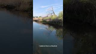 Is This a Muskrat #wanderingidahoan #fishing