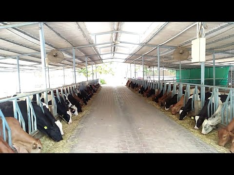 amul dairy farm