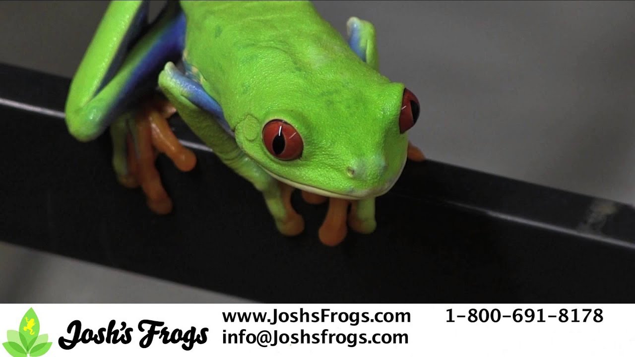 Tree Frogs as Pets YouTube