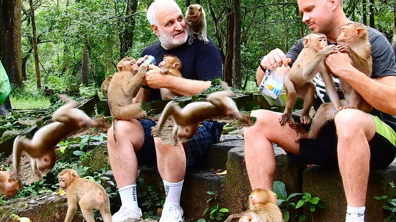 W.O.W! Amazing Ever! Lyra monkey show the most funny EVER  to welcome Tourists