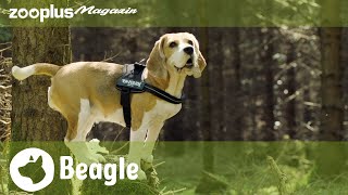 Der Beagle Alles Über Den Selbstbewussten Jagdhund
