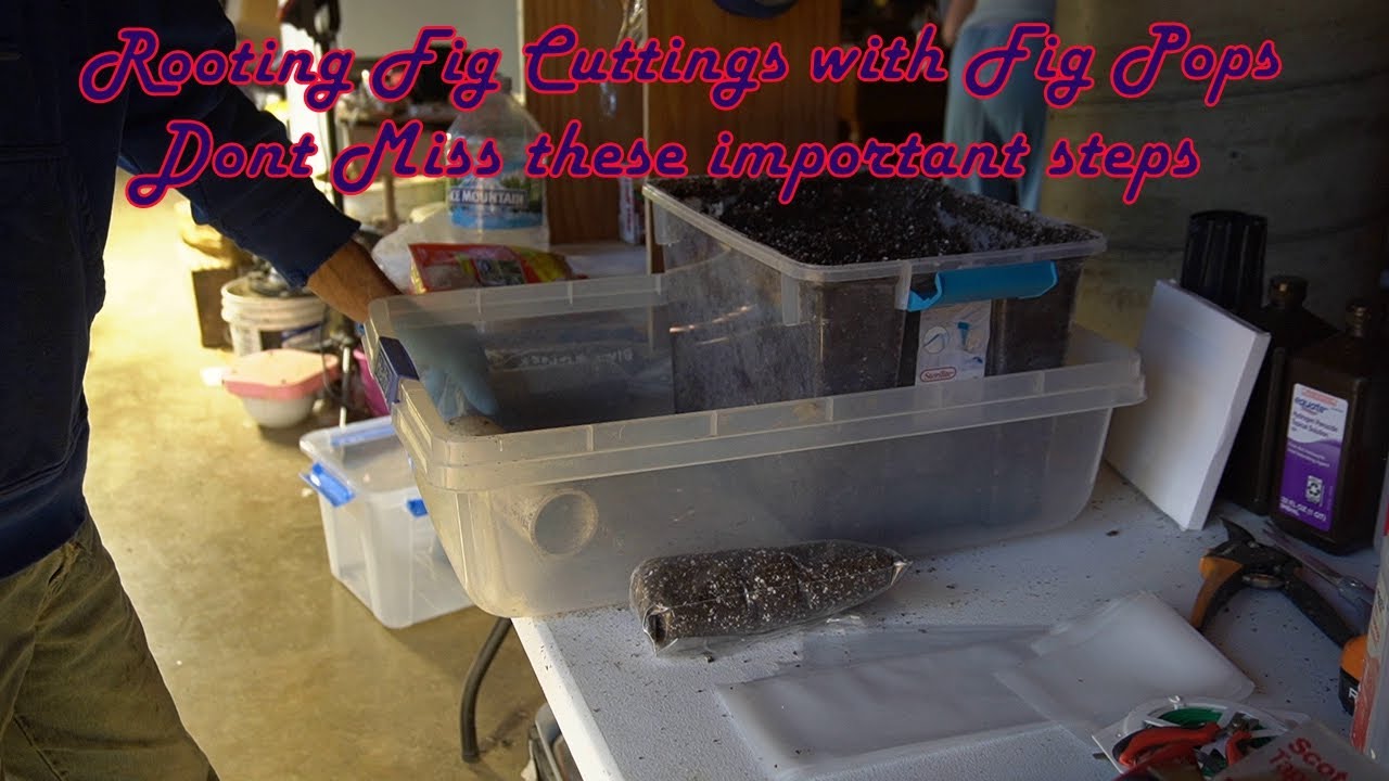 Укоренение черенков инжира с помощью инжирных палочек: не пропустите эти важные шаги