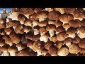 Invasione di bellissimi funghi porcini edulis al parco dei cento laghi - 14 settembre 2019