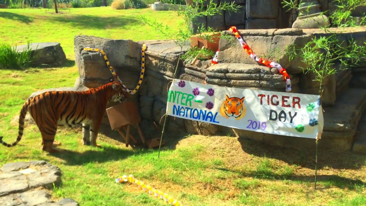 International Tiger Day 2019