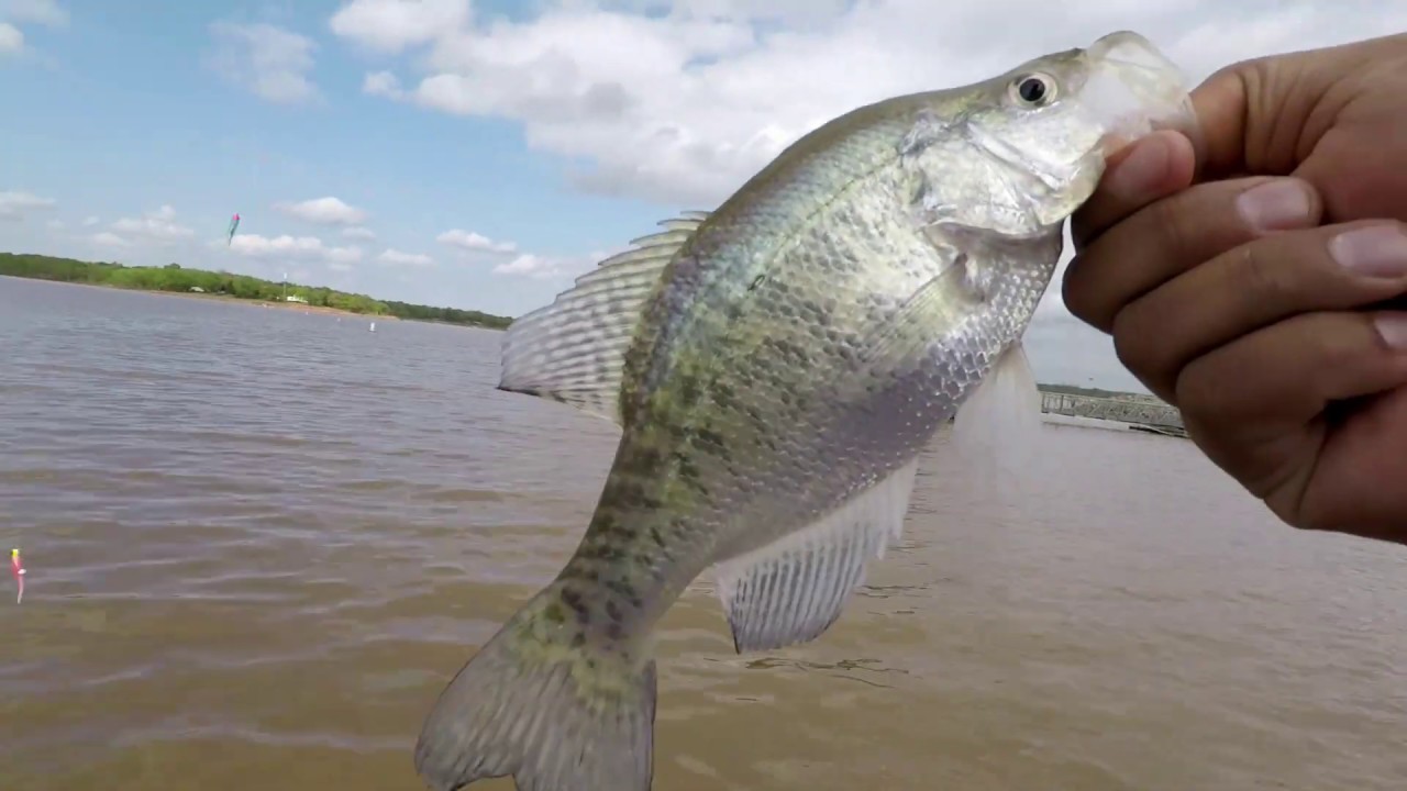 My first time crappies fishing at Lake Arcadia, Oklahoma YouTube