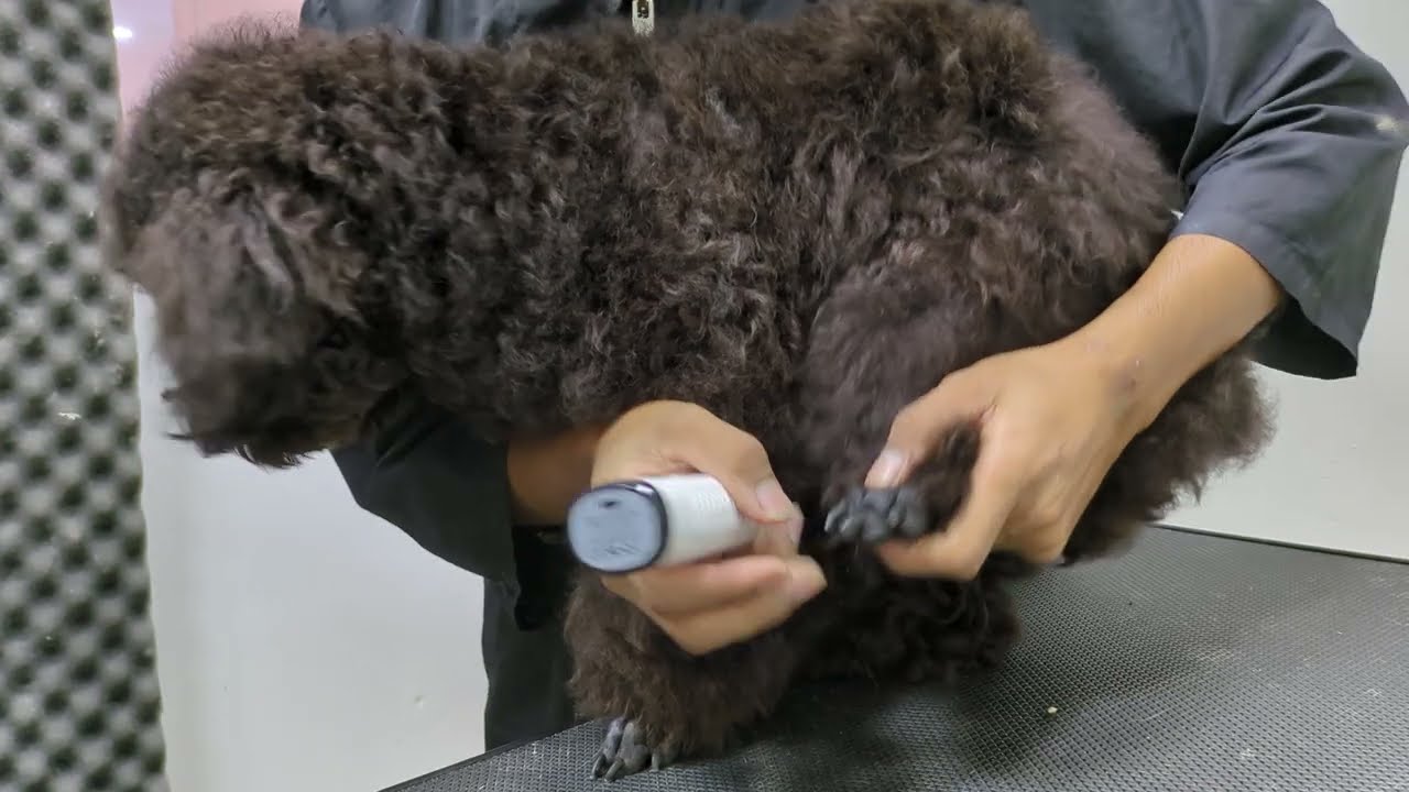 dog grooming cut Nails video