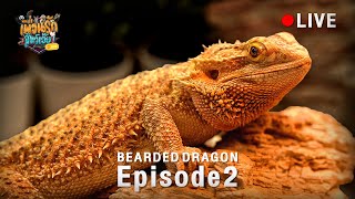 Bearded Dragon เพื่อนรักสัตว์ Live Ep.2 by Saranair Channel 5,016 views 4 months ago 32 minutes