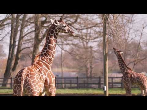 Baby rhino and giraffes take first steps outside at Whipsnade Zoo