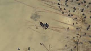 Backswimmer Sucks Prey in Early Spring Pond