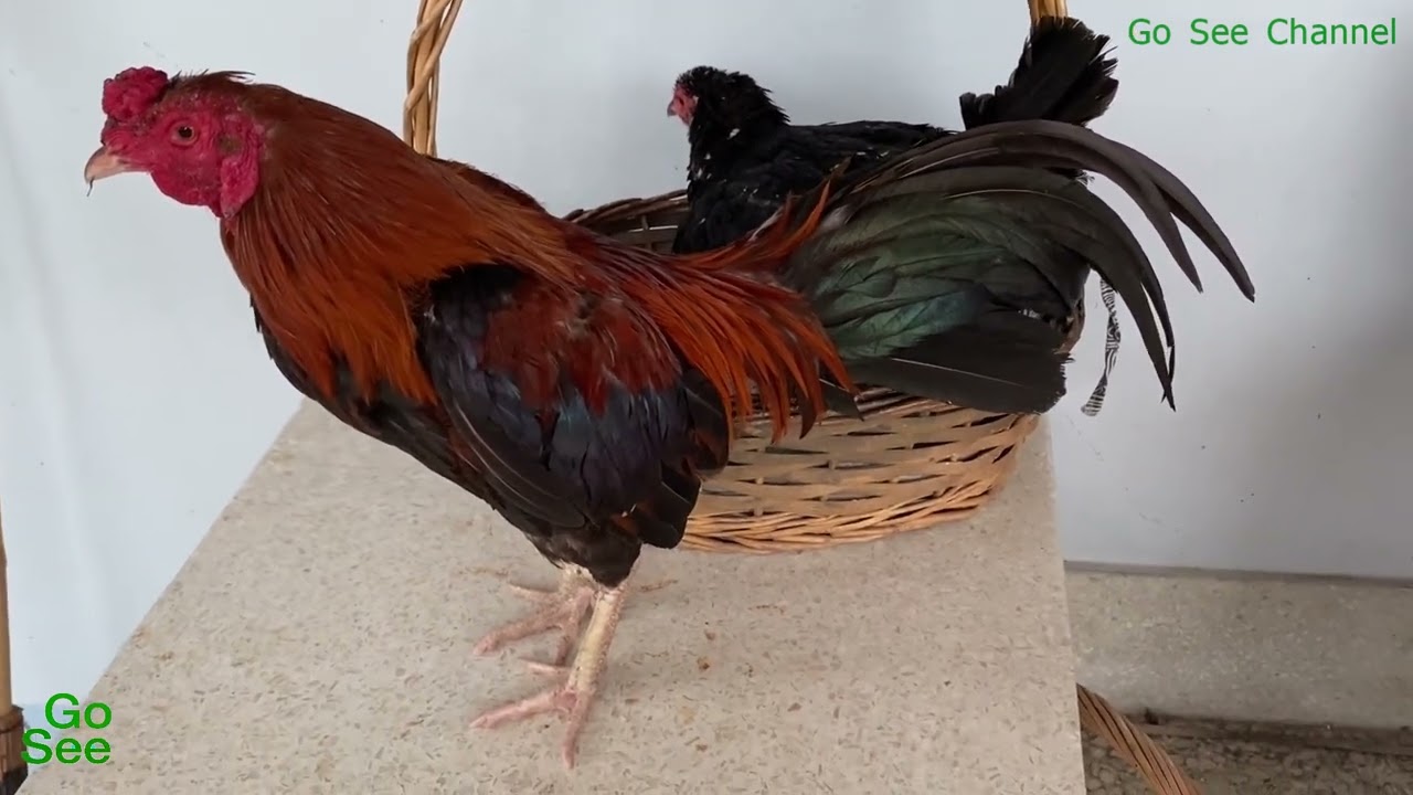 ไก่ตัวผู้  ไก่ตัวเมีย  EP.342 Chicken Rooster