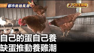 自己的蛋自己養 缺蛋推動養雞潮 |【民生八方事】| 2023022406 @gtvnews27