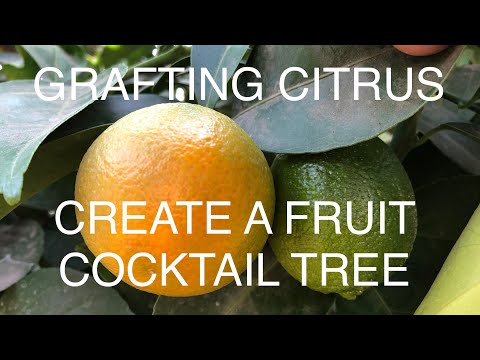 Video: Što je stablo citrusa s miješanim cijepljenjem - stabla agruma s više od jednog voća