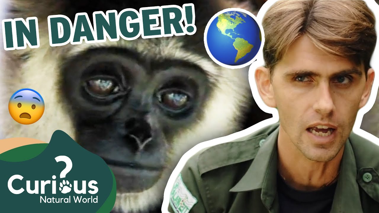 Young Gibbons CAPTURED And Kept As Pets?! 😭🐒 | 1000 Days For The Planet | Curious?: Natural World