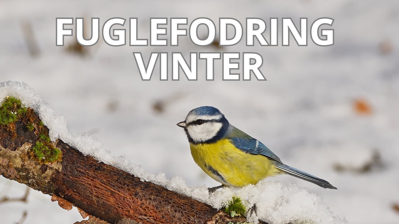 Vinterfodring af fugle – sådan hjælper du havens fugle | Vilde Danmark