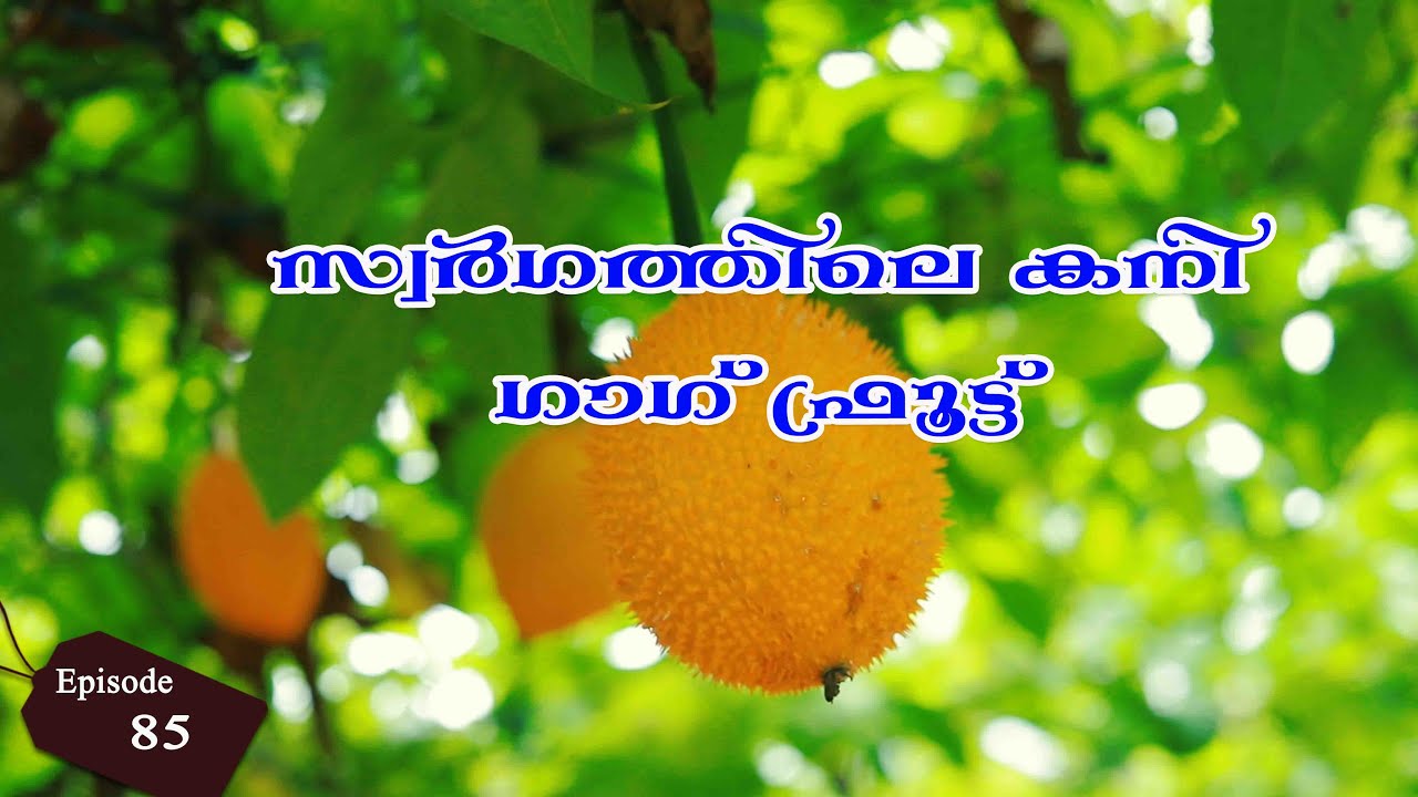 സ്വർഗ്ഗത്തിലെ കനി# Gag fruit #exposure #gothuruth visheshangal#