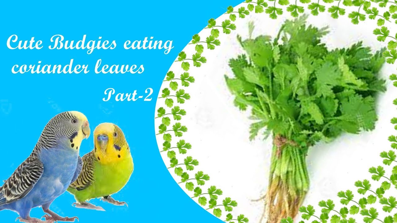 Cute Budgies eating coriander leaves So cute funny Cilantro leaves Part2 😍😄🐦😜😋😉 YouTube
