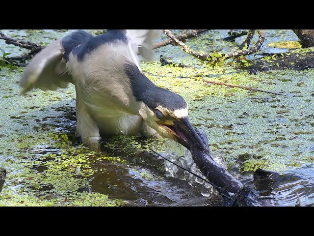 BLACK-CROWNED NIGHT HERON EATS EEL-LIKE SALAMANDER class=