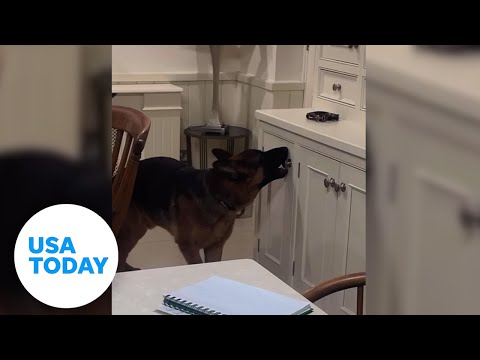 German shepherd cleverly opens kitchen cabinet for treats | USA TODAY