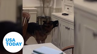 German shepherd cleverly opens kitchen cabinet for treats | USA TODAY