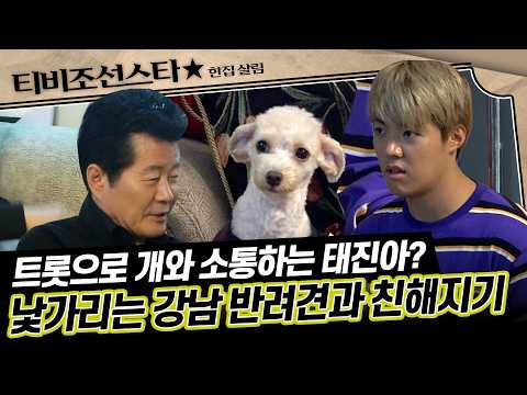[#한집살림] 사람보다 까다로운 견심! 태진아가 강남 반려견에게 던진 승부수? #TVCHOSUNSTAR (TV CHOSUN 181031 방송)