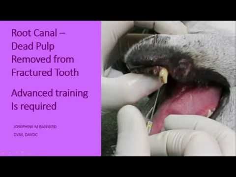 Removal Of Dead Pulp In A Dog's Lower Canine Tooth